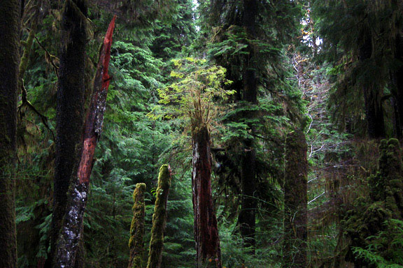 Tree Growth in Tahsis