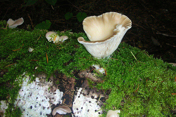 Tahsis Fungus