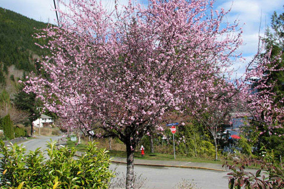 Tahsis Cherry Blossoms