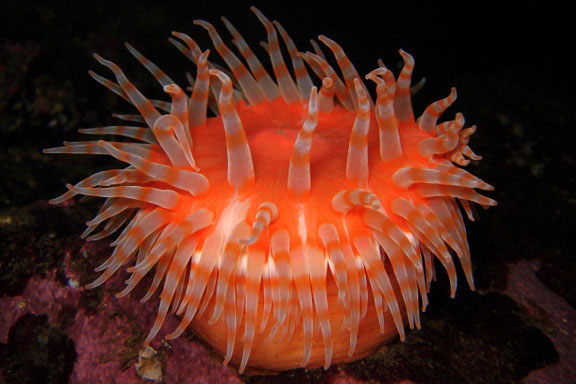 Tahsis Sea Creature