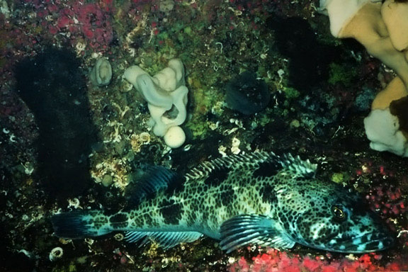Tahsis Lingcod