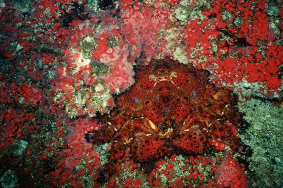 Puget Sound King Crab in Tahsis