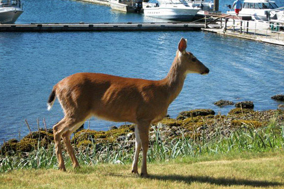 Tahsis Deer
