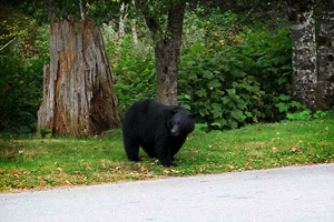 Black Bear