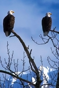 Tahsis Eagles