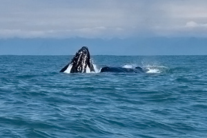 Tahsis Whale